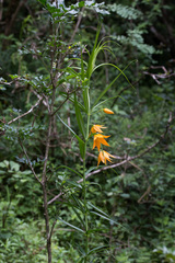 Gloriosa modesta