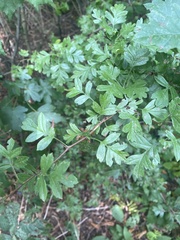 Crataegus
