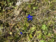 Gentiana bavarica bavarica