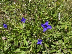 Gentianopsis ciliata ciliata
