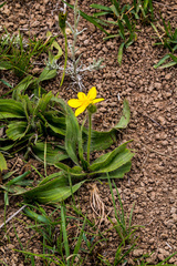 Hypoxis costata