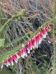 Epacris longiflora