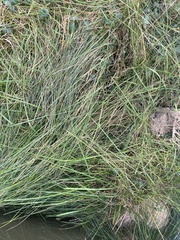 Festuca rubra