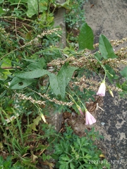 Convolvulus arvensis