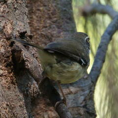 Sericornis frontalis
