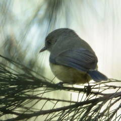 Acanthiza reguloides