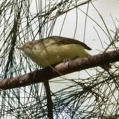 Acanthiza reguloides