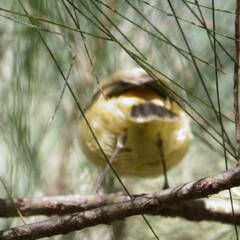 Acanthiza reguloides
