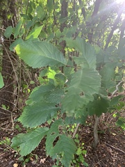 Ulmus
