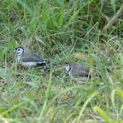 Stizoptera bichenovii