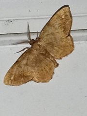 Hypagyrtis