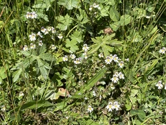 Euphrasia officinalis