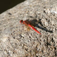 Diplacodes haematodes