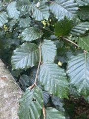 Fagus sylvatica