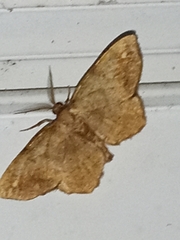 Hypagyrtis
