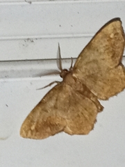 Hypagyrtis