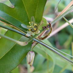 Passiflora pallida