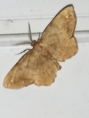 Hypagyrtis
