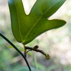 Passiflora pallida