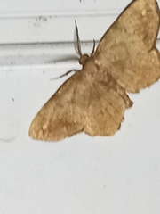 Hypagyrtis