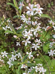 Zanthoxyloideae