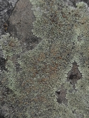 Protoparmeliopsis muralis