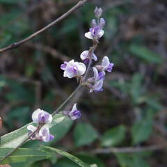 Glycine clandestina