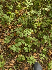 Aegopodium podagraria
