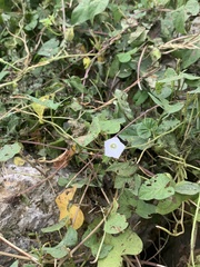 Ipomoea lacunosa