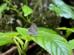 Chilades lajus koshunensis