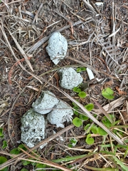 Panthera pardus pardus