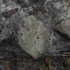 Protoparmeliopsis muralis