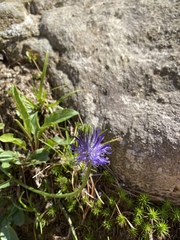 Phyteuma betonicifolium