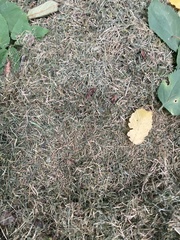 Polygonum arenastrum