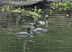 Phalacrocorax sulcirostris