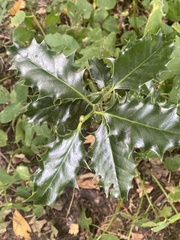 Ilex aquifolium