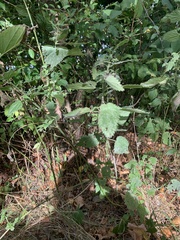 Urtica dioica