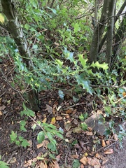 Ilex aquifolium