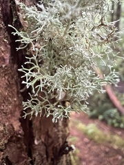 Sphaerophorus tuckermanii