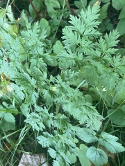 Anthriscus sylvestris