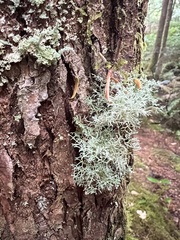 Sphaerophorus tuckermanii