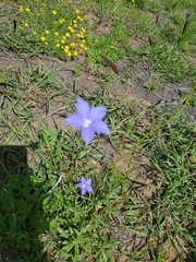 Wahlenbergia gracilis