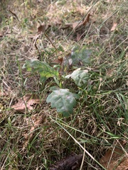 Quercus