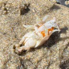 Emerita analoga