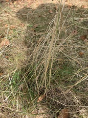 Agrostis capillaris