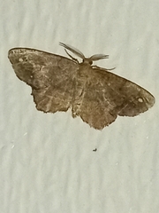 Hypagyrtis