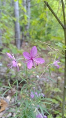 Chamaenerion dodonaei