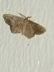 Hypagyrtis
