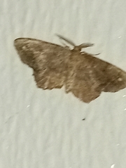 Hypagyrtis
