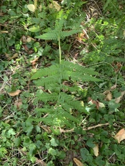 Dryopteris filix-mas